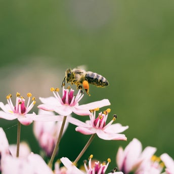ABEILLE ABEILLE